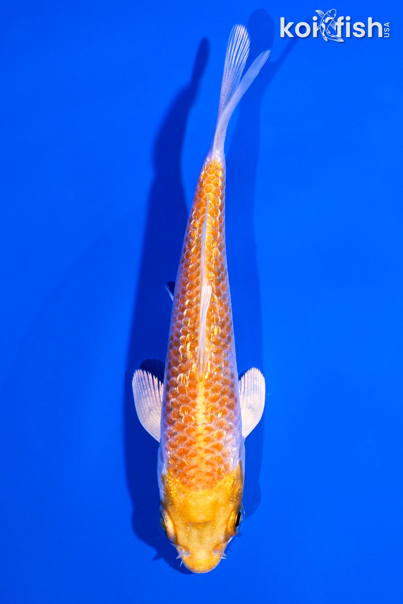 4.5" GINRIN HARIWAKE