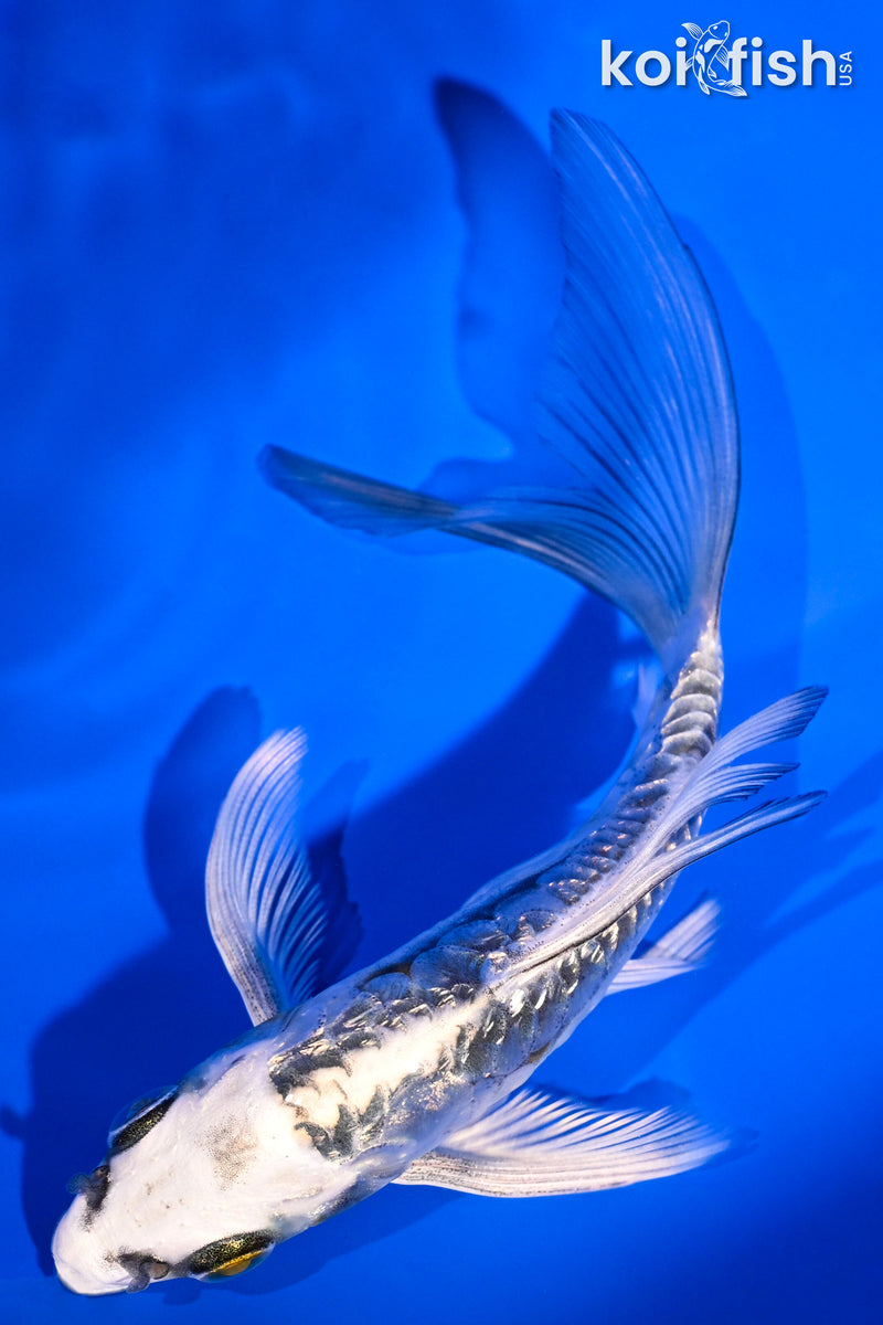 5" GINRIN ARAGOKE KIN KIKOKURYU BUTTERFLY
