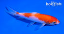 5" KOHAKU