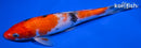 7.5" SANKE