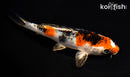5.75" YAMATO NISHIKI