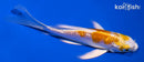 4.75" LEMON HARIWAKE BUTTERFLY