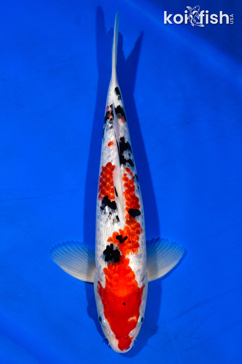 13.75" GINRIN SANKE
