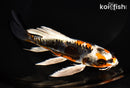 7" BENI KIKOKURYU BUTTERFLY