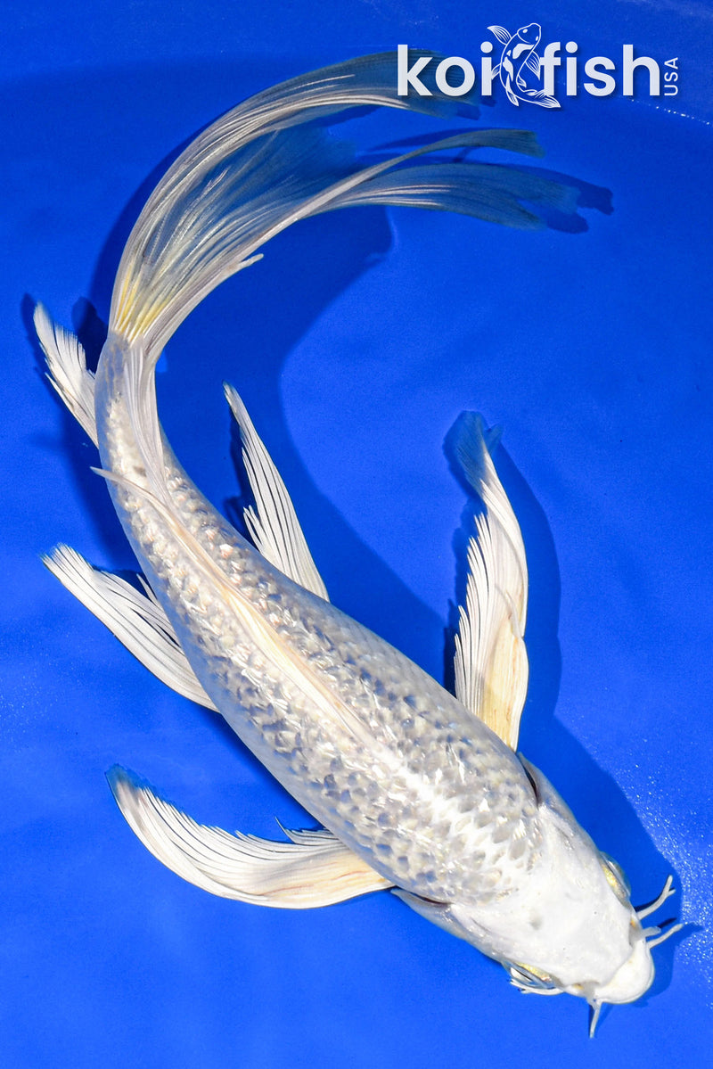 9" GINRIN PLATINUM OGON BUTTERFLY