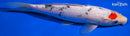 9" TANCHO SANKE