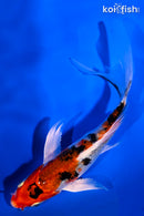 6" YAMATO NISHIKI BUTTERFLY