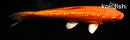 5.5" GINRIN ORENJI OGON