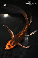 8" KIN ORENJI MATSUBA BUTTERFLY
