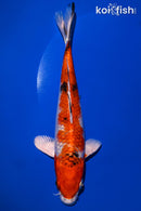 8.5" YAMATO NISHIKI