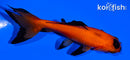3.75" WAKIN GOLDFISH