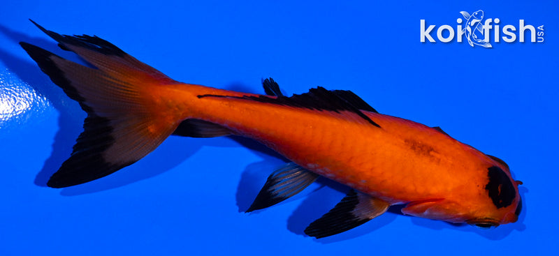 3.75" WAKIN GOLDFISH