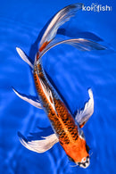 9.5" KUJAKU BUTTERFLY