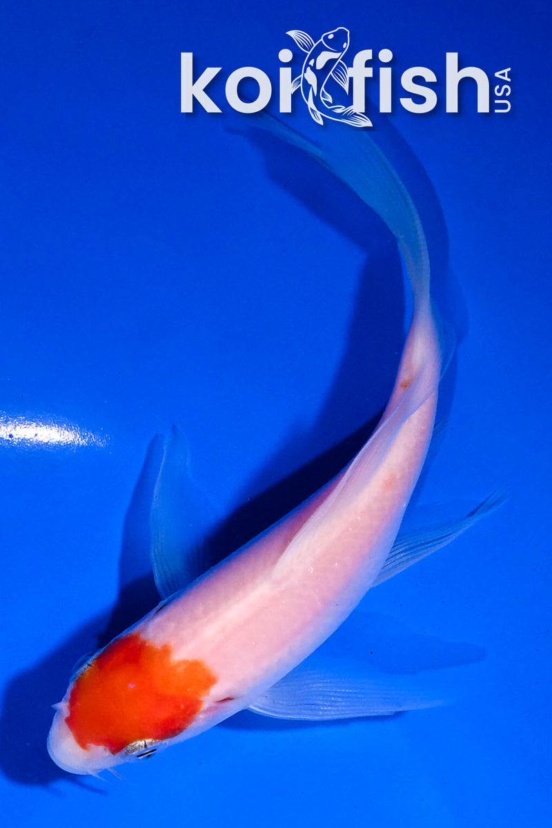 4.5" GINRIN YAMABUKI OGON