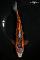 7.75" HI SHUSUI