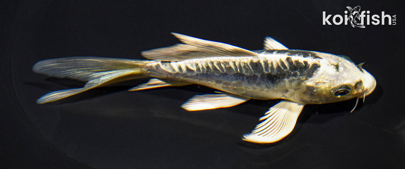 5.75" KIKOKURYU BUTTERFLY