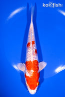 7.75" GINRIN HARIWAKE