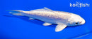 5.75" GINRIN PLATINUM OGON