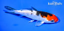 5.25" GINRIN YAMATO NISHIKI