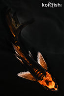 5.25" BENI KIKOKURYU BUTTERFLY