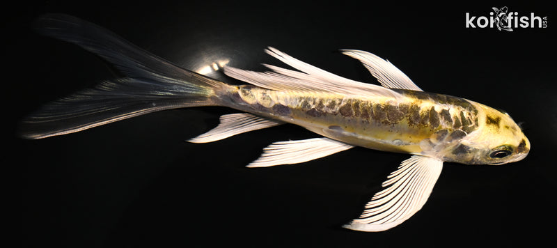 6" KIN KIKOKURYU BUTTERFLY