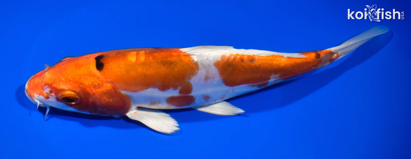8.5" HEISEI NISHIKI