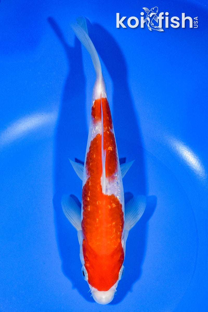 7.5" GINRIN KOHAKU