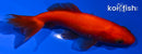 4" WAKIN GOLDFISH