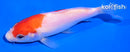 5" KOHAKU