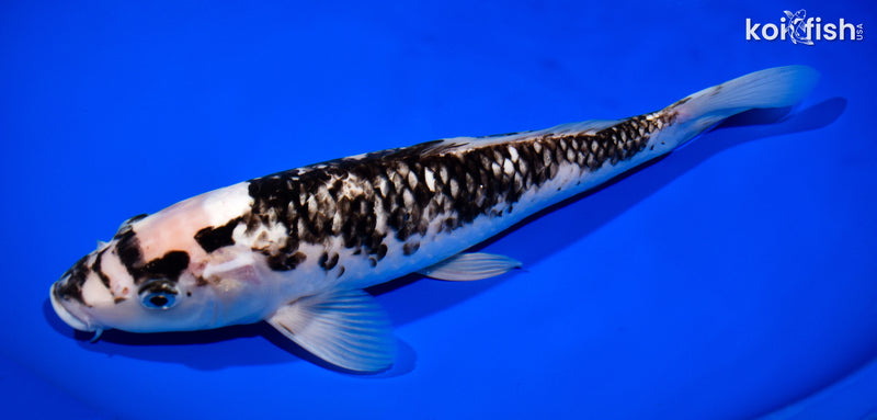 12.75" MATSUKAWABAKE