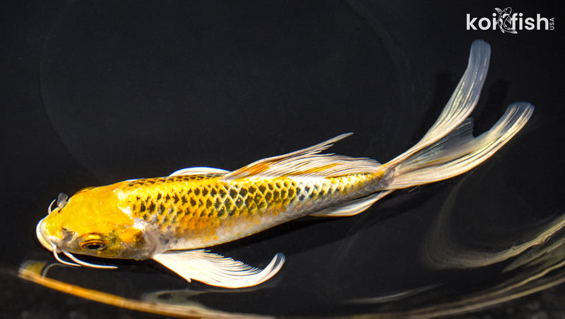 7.75" KUJAKU BUTTERFLY
