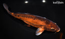 9.75" DOITSU METALLIC AKAME CHAGOI