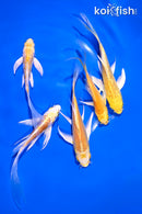 PACK OF (5) 4-5.5" YELLOW BUTTERFLY KOI