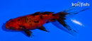 4.5" CALICO WATONAI GOLDFISH