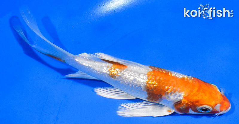 5" GINRIN HARIWAKE BUTTERFLY