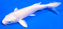 6" PLATINUM OGON