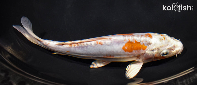 8.5" HEISEI NISHIKI