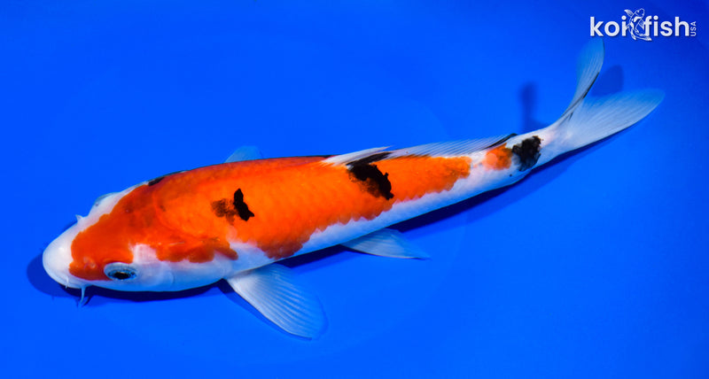 9.5" SANKE