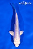 3.5" PLATINUM OGON