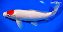 10.75" TANCHO KOHAKU