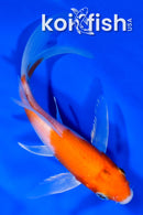 5.25" HARIWAKE BUTTERFLY