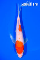 7.25" KOHAKU