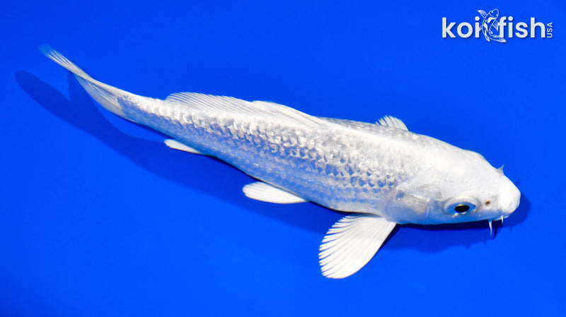 6" GINRIN PLATINUM OGON