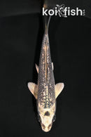 4.25" GINRIN GIN MATSUBA