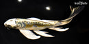 10" KIN KIKOKURYU BUTTERFLY