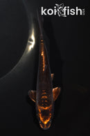 5.75" BENI KIKOKURYU