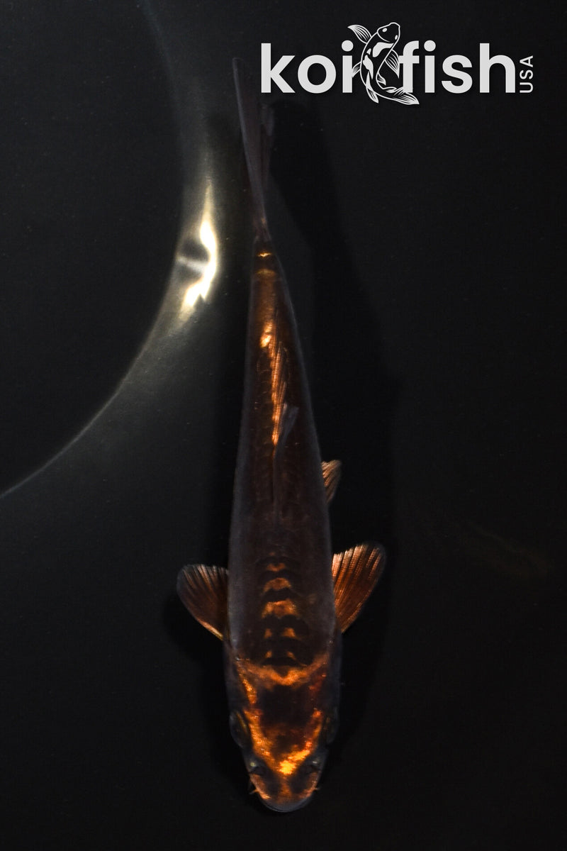 5.75" BENI KIKOKURYU