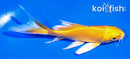 4" YAMABUKI OGON BUTTERFLY
