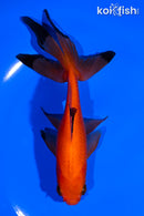 5.5" WATONAI GOLDFISH