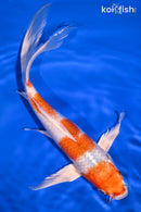 9.75" HARIWAKE BUTTERFLY